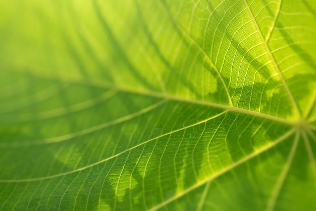 Schönes frisches grünes Blatt in der Natur. Makrofotografie.