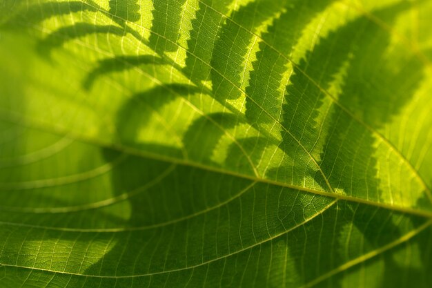 Schönes frisches grünes Blatt in der Natur. Makrofotografie.