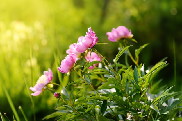 Schönes frisches Rosa blüht Pfingstrosen im Garten.