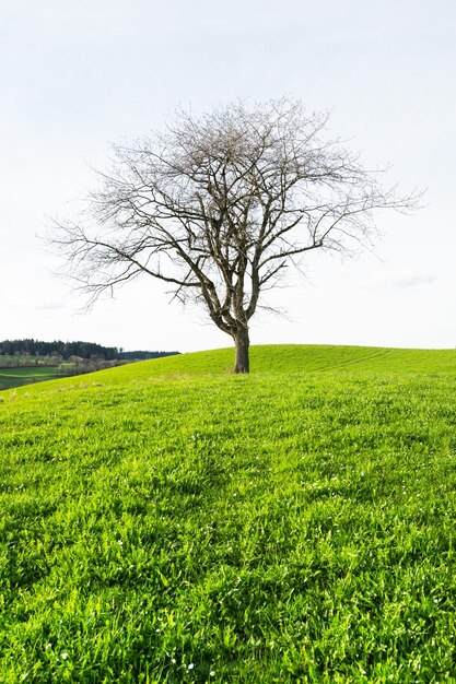 Schönes Frühlingsgrün in Süddeutschland