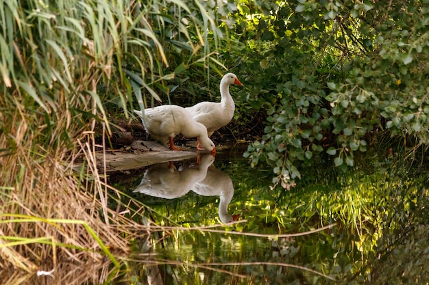 Schönes Gänsepaar, das am Ufer steht