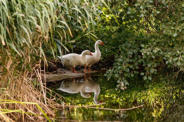 Schönes Gänsepaar, das am Ufer steht