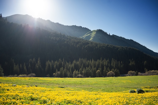 Schönes gelbes Feld von Blumen in den Bergen