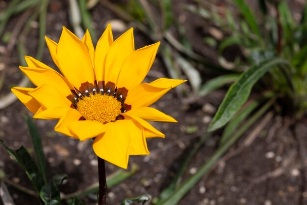 Schönes gelbes Gazania-Blumenfoto Helle Blumen von Gazania im Garten während der Blüte