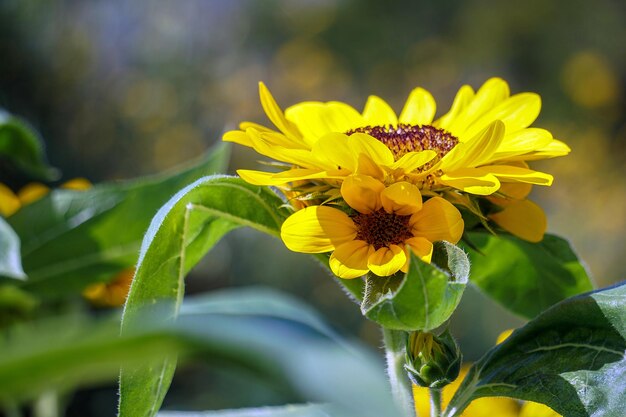 Foto schönes gelbes sonnenblumen zwischen grünen blättern und weicher verschwommener stil für den hintergrund