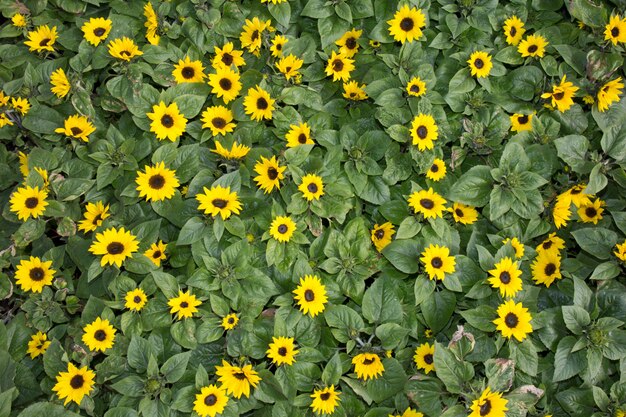 schönes gelbes Sonnenblumenmuster