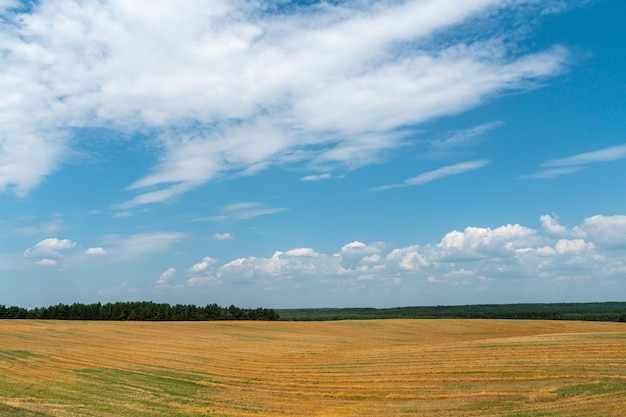 Schönes gelbes und goldenes Feld gegen den blauen Himmel Die Erntezeit von Weizen und anderen Feldfrüchten Landwirtschaft an einem ökologisch sauberen Ort Naturtapete