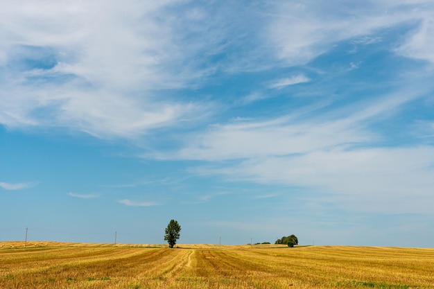 Schönes gelbes und goldenes Feld gegen den blauen Himmel Die Erntezeit von Weizen und anderen Feldfrüchten Landwirtschaft an einem ökologisch sauberen Ort Naturtapete