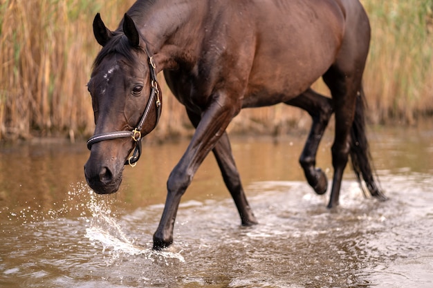 Schönes gepflegtes dunkles Pferd für einen Spaziergang am See. Ein Pferd läuft auf dem Wasser. Kraft und Schönheit