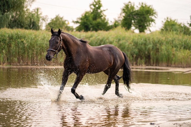 Schönes gepflegtes dunkles Pferd für einen Spaziergang am See,