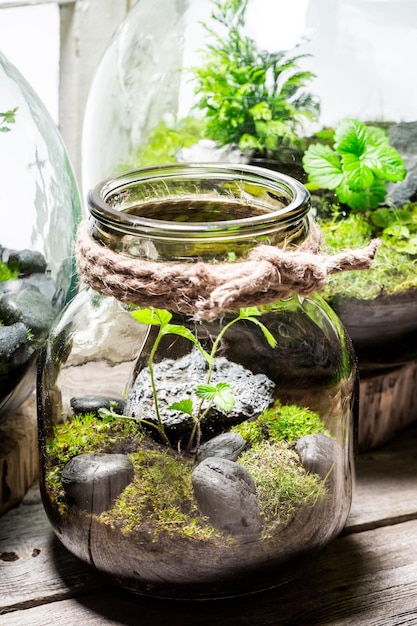 Schönes Glas mit lebendigem grünem Wald mit Selbstökosystem