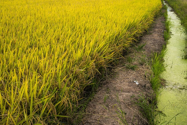 Schönes goldenes Ohr der thailändischen Jasminreispflanze auf organischem Reisfeld in Asien-Landwirtschaftsernte mit Sonnenunterganghimmelhintergrund