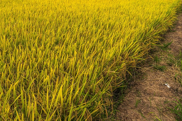 Schönes goldenes Ohr der thailändischen Jasminreispflanze auf organischem Reisfeld in der Landwirtschaftsernte des asiatischen Landes mit Hintergrund