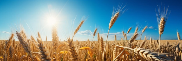 Schönes goldenes Weizenfeld unter dem sonnigen Sommerhimmel schafft einen malerischen Bauernhofhintergrund