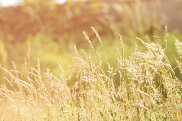 schönes Gras auf der Wiese