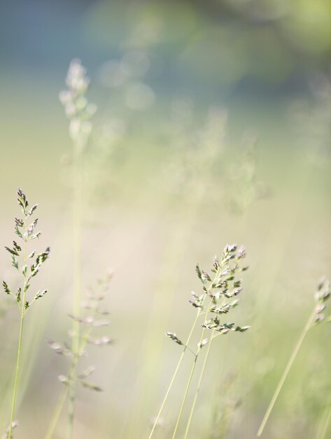 Foto schönes gras im freien