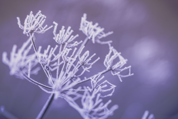 Foto schönes gras mit weißem frost bedeckt. gras auf der mit raureif bedeckten wiese. die ersten fröste.spätherbst, das konzept des frosts. selektiver fokus.