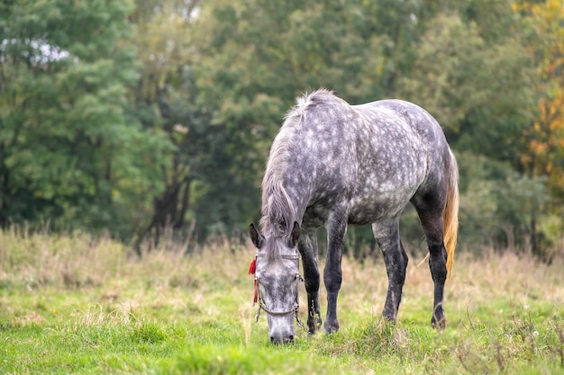 Schönes graues Pferd, das im grünen Grasland-Sommerfeld weidet