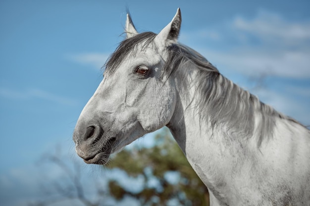 Schönes graues Pferd in White Apple, Nahaufnahme der Schnauze, süßer Look, Mähne, Hintergrund des Lauffeldes, Corral, Bäume. Pferde sind wunderbare Tiere