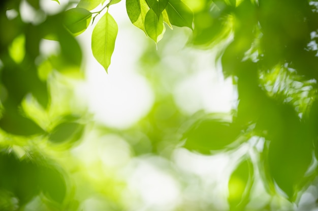 Schönes grünes Blatt der Naturansicht auf unscharfem Grünhintergrund unter Sonnenlicht mit bokeh