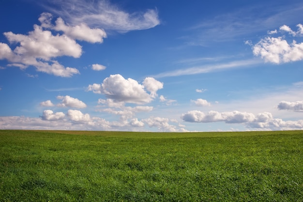 Schönes grünes Feld und blauer bewölkter Himmel.