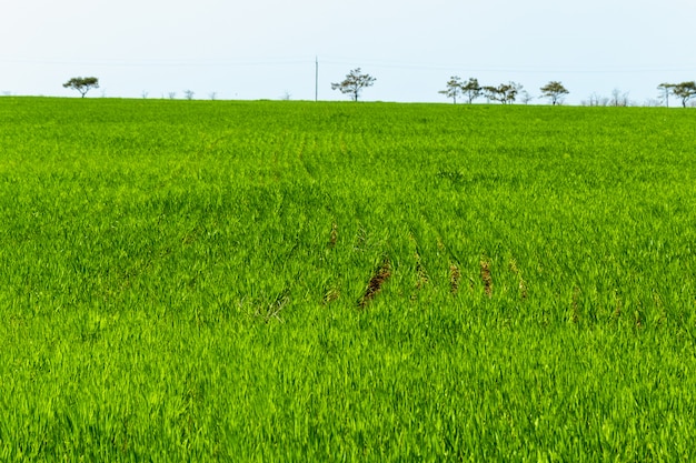 Schönes grünes Feld