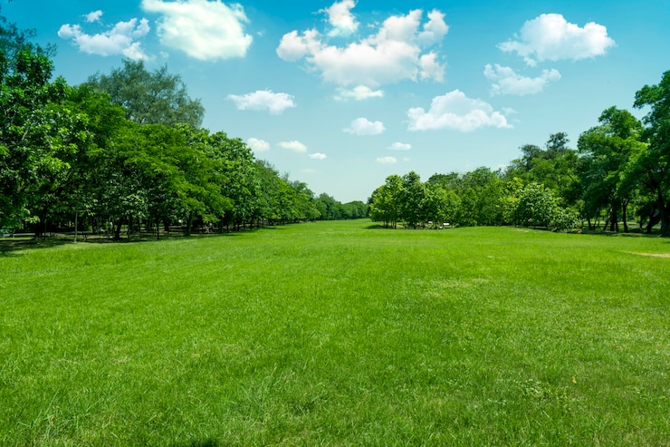 Foto schönes grünes gras im park