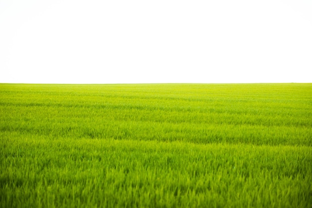 schönes grünes ländliches Feld an der Landschaftsszene des Sonnenuntergangs im Freien