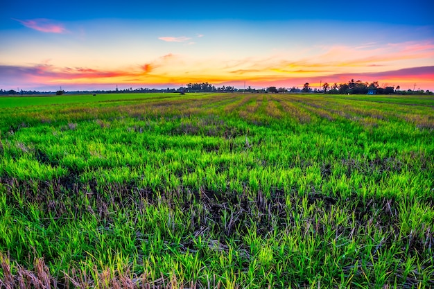 Schönes grünes Maisfeld im Sonnenuntergang