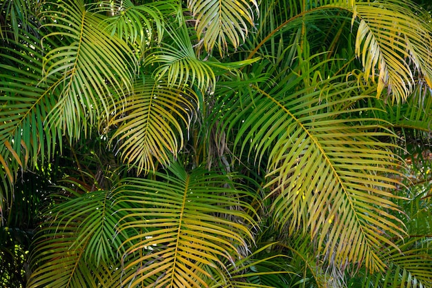 Schönes grünes Palmenlaub im tropischen Wald Sommerlicher Regenwaldhintergrund