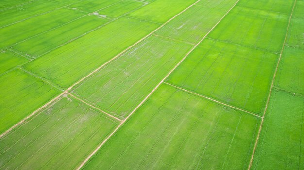 Schönes grünes Reisfeld in Nord von Thailand