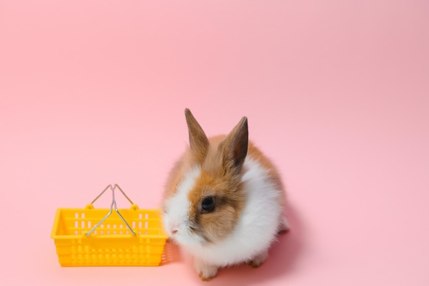 Schönes Häschen-Osterkaninchen auf hellrosa Hintergrund schöne schöne Haustiere Bannergröße