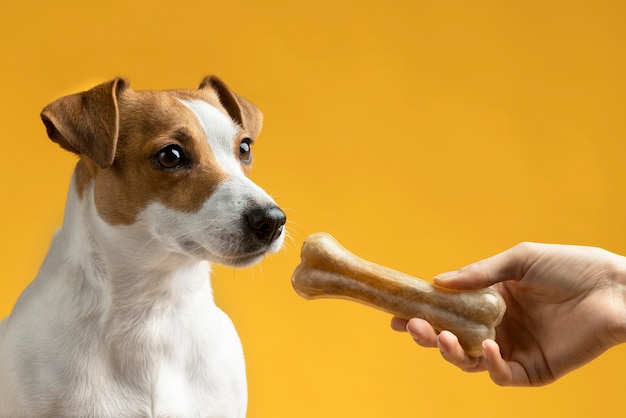 Foto schönes haustierportrait des hundes