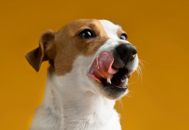 Foto schönes haustierportrait des hundes