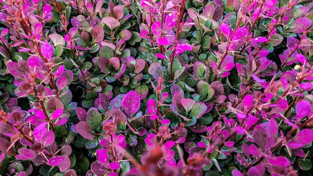 Schönes helles rosa Laub auf dem Busch unter dem Sonnenlicht. Naturbild als Design für Tapeten