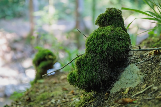 Schönes hellgrünes Moos, das aufgewachsen ist, bedeckt die rauen Steine im Wald