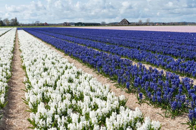 Schönes holländisches weißes und blaues Hyazinthenfeld. Frühlingsblumen, Niederlande