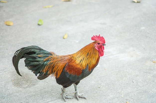 Schönes Huhn der Nahaufnahme am Tempelgericht