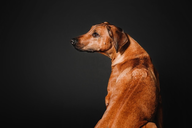 Schönes Hundeportrait Rhodesian Ridgeback auf einem schwarzen Hintergrund