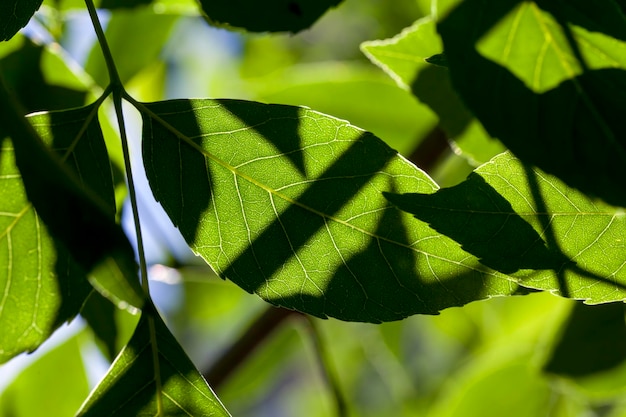 Schönes junges Laub aus grünem Baumlaub eines Baumes in der Sommer- oder Frühlingssaison