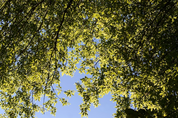 Schönes junges Laub aus grünem Baumlaub eines Baumes in der Sommer- oder Frühlingssaison