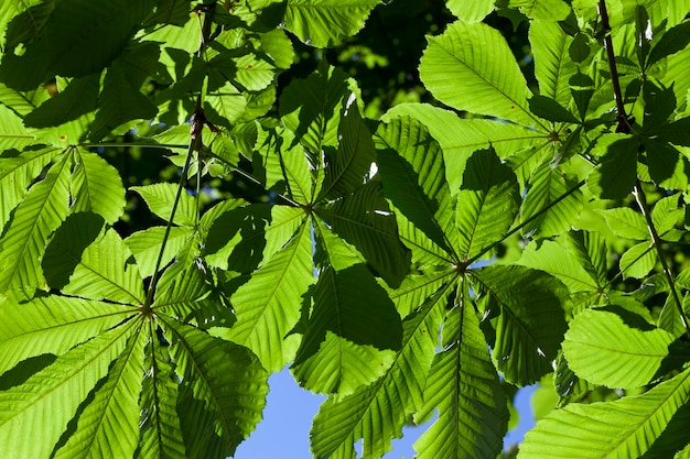 Schönes junges Laub von grünen Bäumen