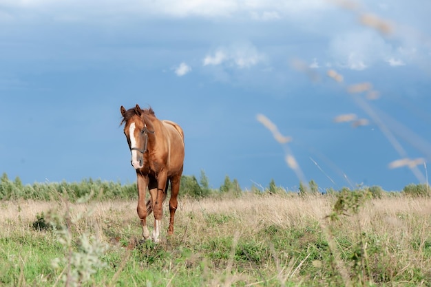 Schönes, junges rotes Pferd steht auf einem Feld, schaut in die Kamera, Platz für Text