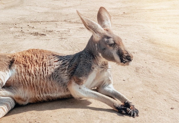 Schönes Känguru, das im Sand ruht Fotografie von Tieren Natürlicher Hintergrund