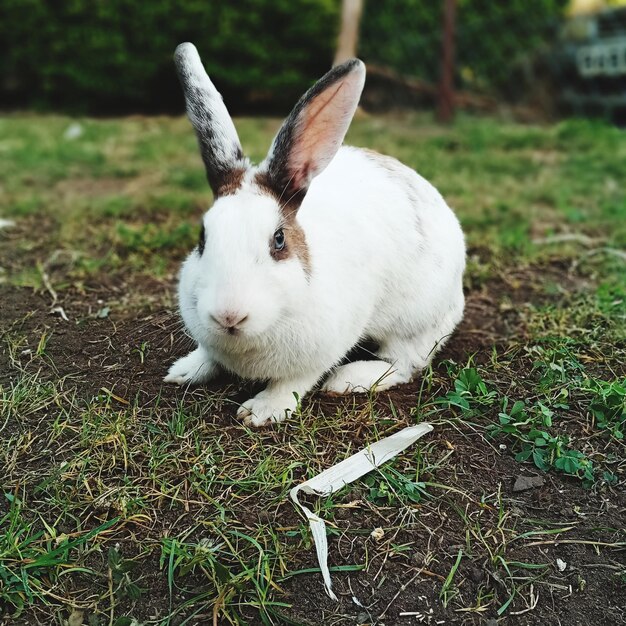 Schönes Kaninchen