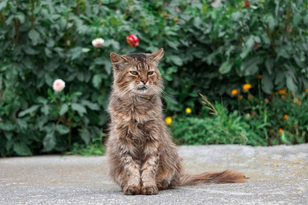 schönes katzenporträt, katze, die die kamera betrachtet