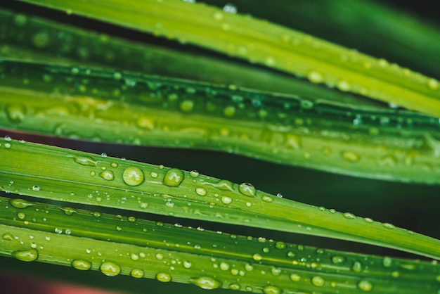 Schönes klares glänzendes grünes Gras mit Tautropfen.