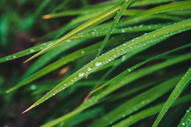 Schönes klares glänzendes grünes Gras mit Tautropfennahaufnahme mit Kopienraum.