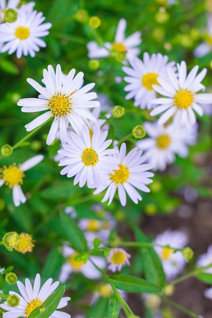 Schönes kleines Gänseblümchen hat weiße Blütenblätter und gelben Pollen mit frischem grünem Laubbusch