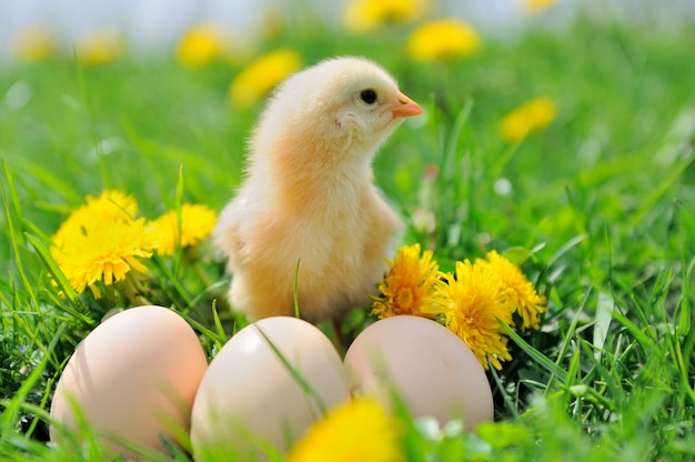 Schönes kleines Huhn auf grünem Gras